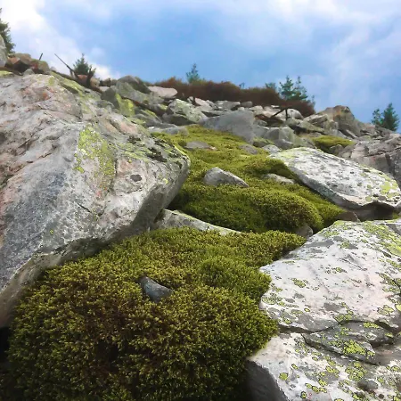 Harz Und Gaestehaus Am Bornweg 게스트하우스 바트사흐사