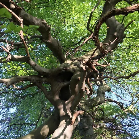 Konukevi Harz Und Gaestehaus Am Bornweg 3*