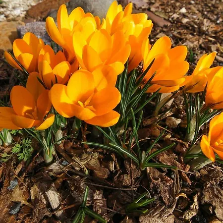 Πανσιόν Harz Und Gaestehaus Am Bornweg Bad Sachsa