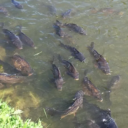 Harz Und Gaestehaus Am Bornweg Bad Sachsa