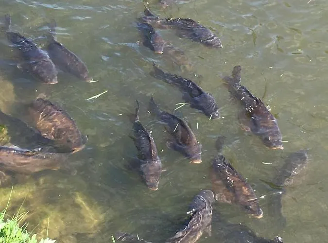 Harz Und Gaestehaus Am Bornweg באד סקסה